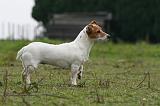 JACK RUSSEL 216